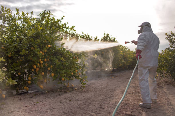 Best Affordable Pest Control Services  in San Felipe, TX