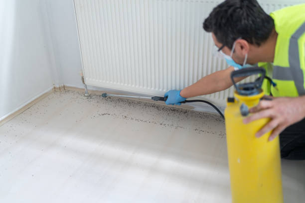 Best Flea Control Services  in San Felipe, TX