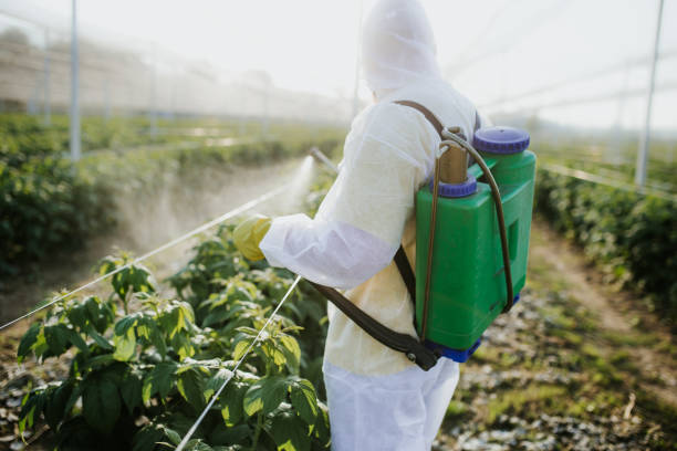 Best Pest Control Near Me  in San Felipe, TX